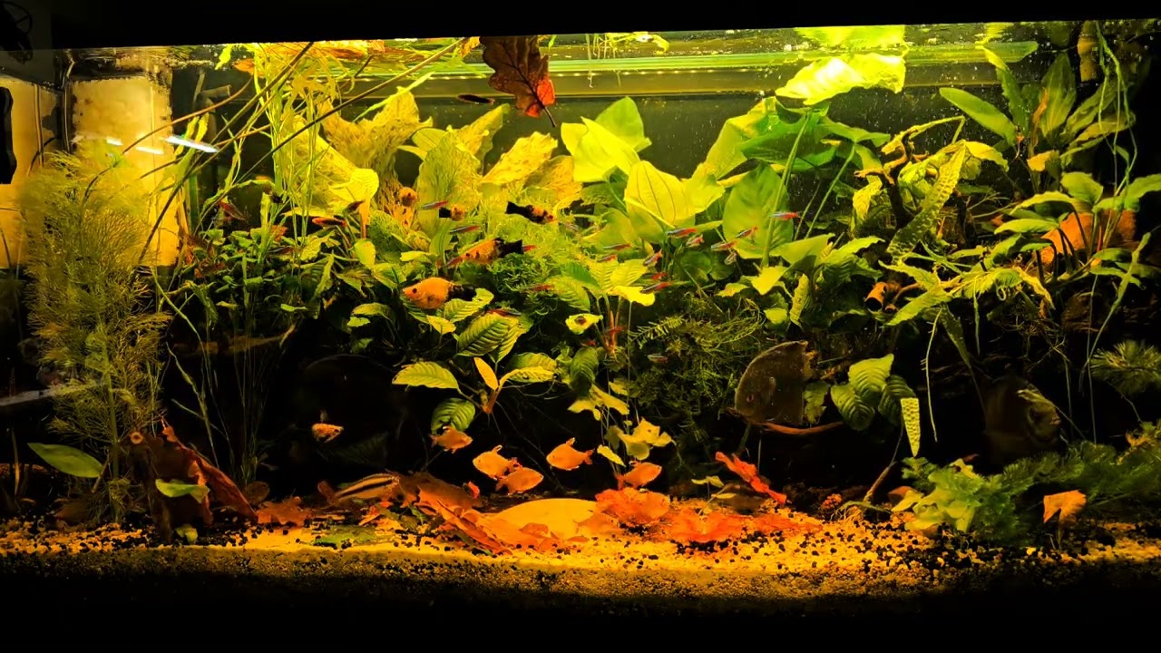 Leczenie Epistylis