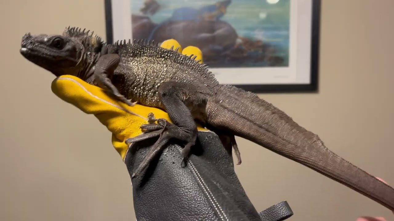 Sulawesi Black Sailfin Dragon Update + Care Tips!