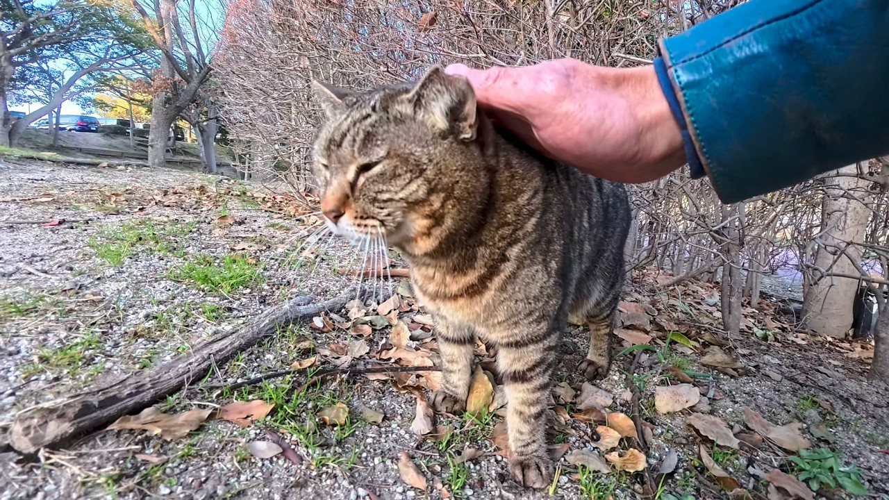 植込みの中にいた猫ちゃんがモフられに出てきた