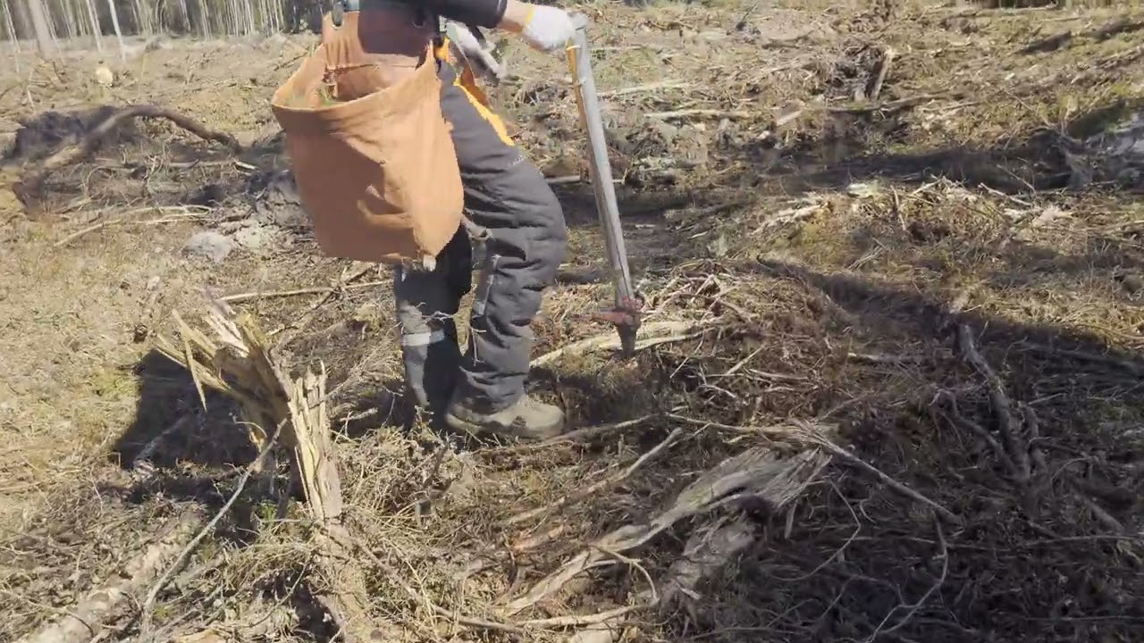 Plantering av granplantor-Markberedning "F-001"