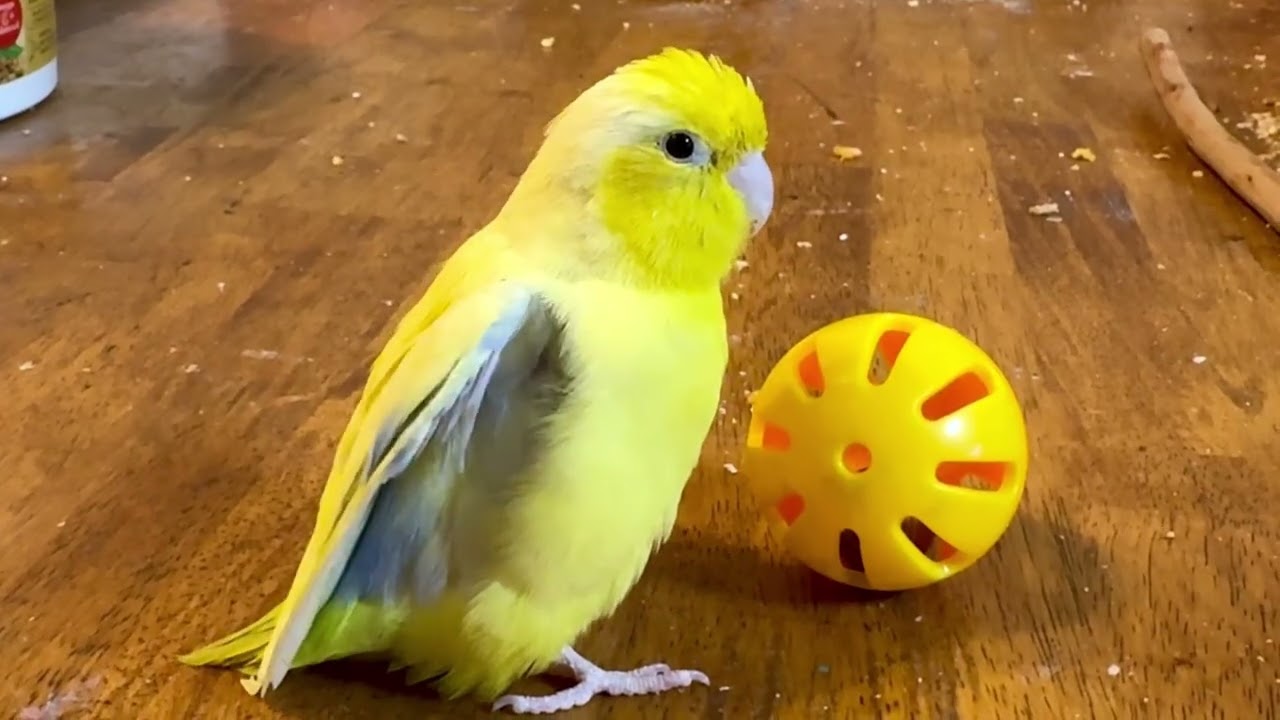 Travels with Foggy - American Yellow Parrotlet
