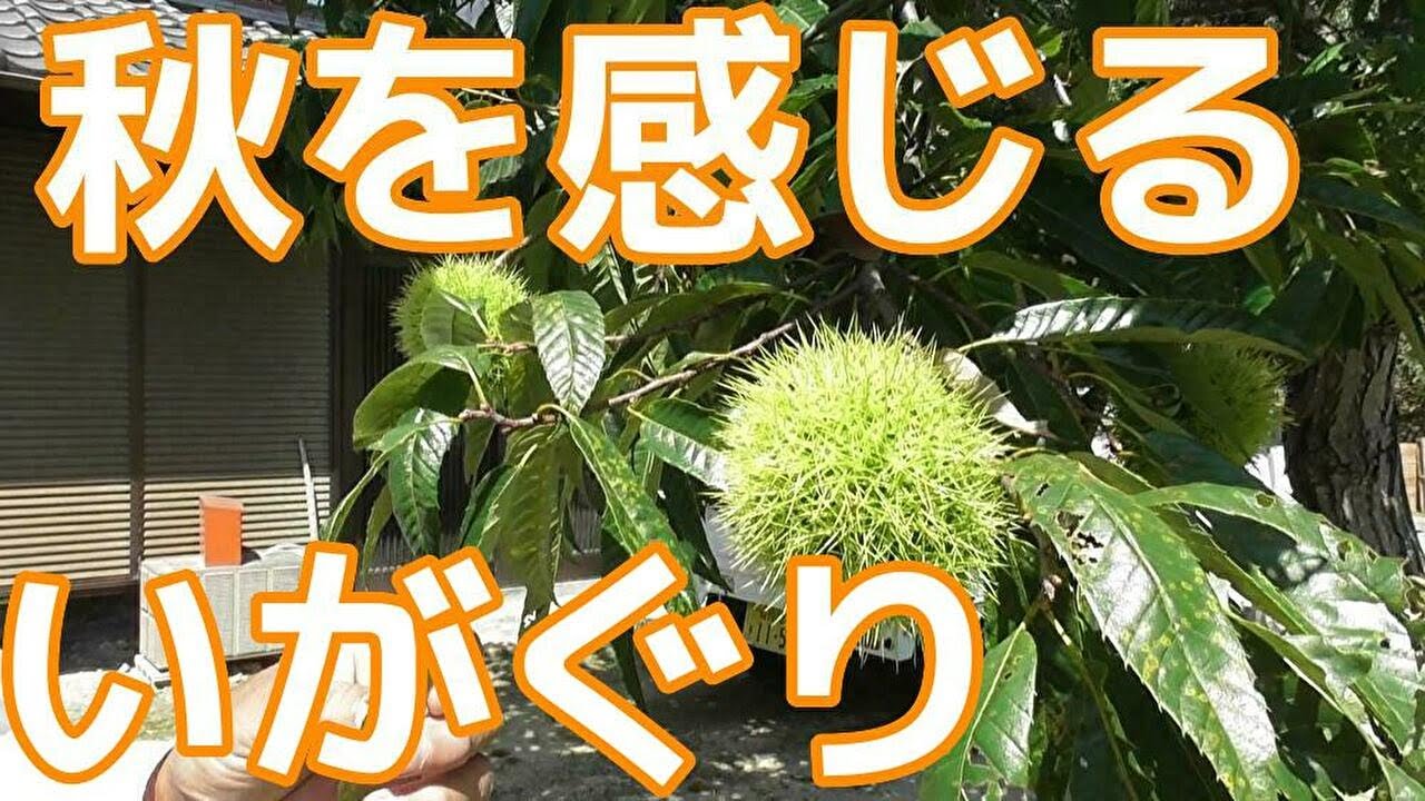 栗の実で秋を感じる