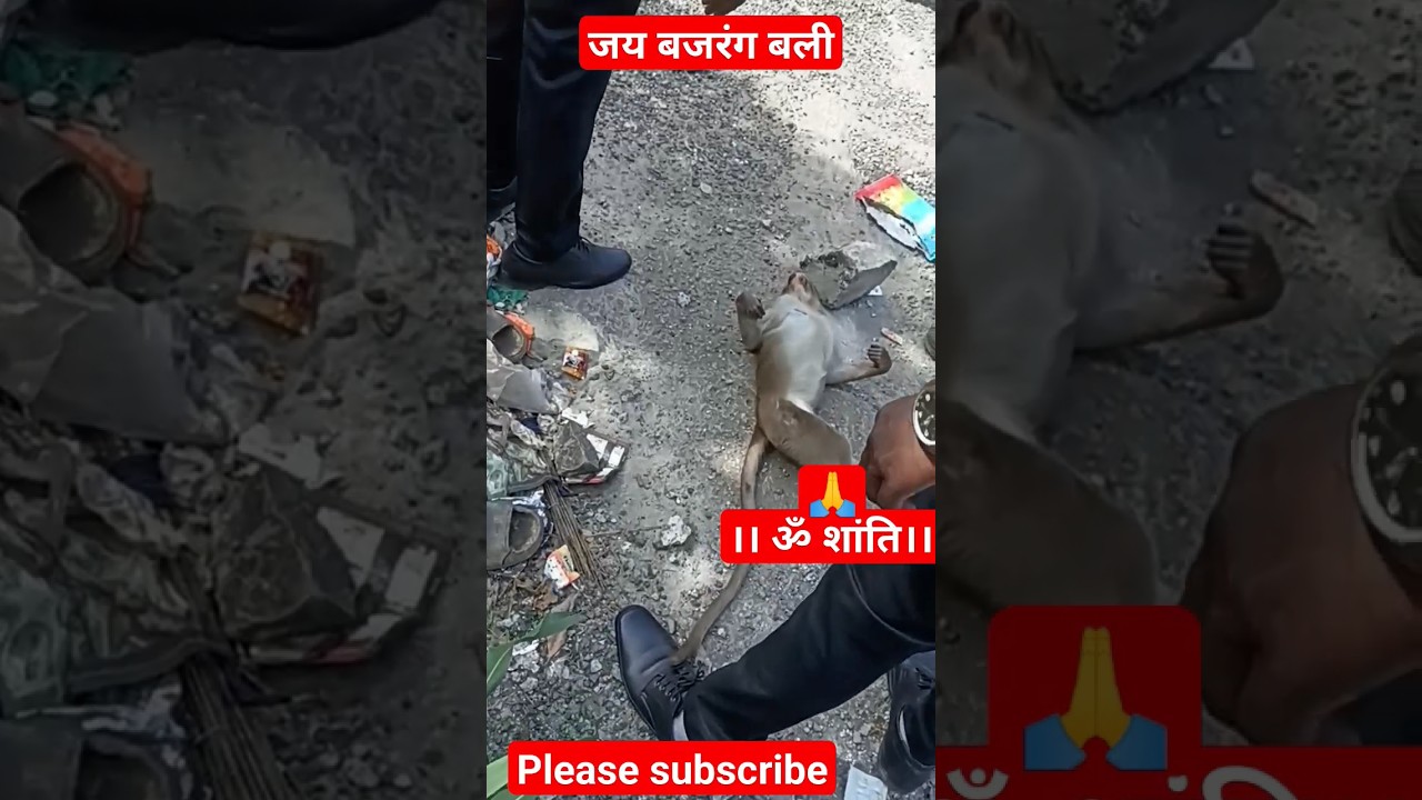 Road accident me death🙏🙏Om shanti#monkey #shorts #omshanti किसी ने टक्कर मार दी