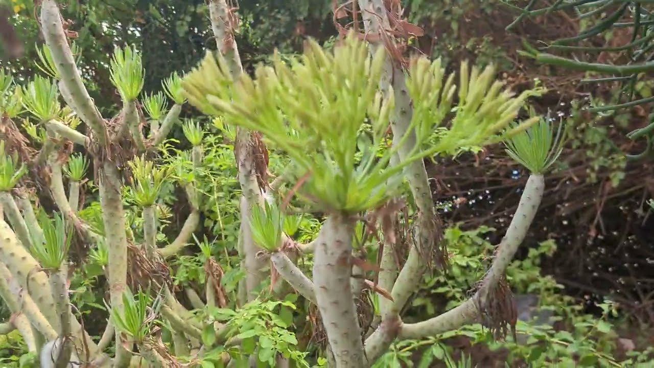 קלייניה הרדופית شربيل دفلي الورق Kleinia neriifolia