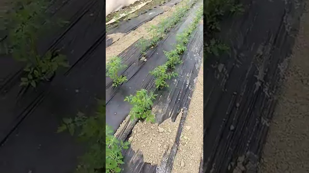 Bleta punëtore, video Gen Ziu Samaticë-Berat, Shqipëri shkurt 2026