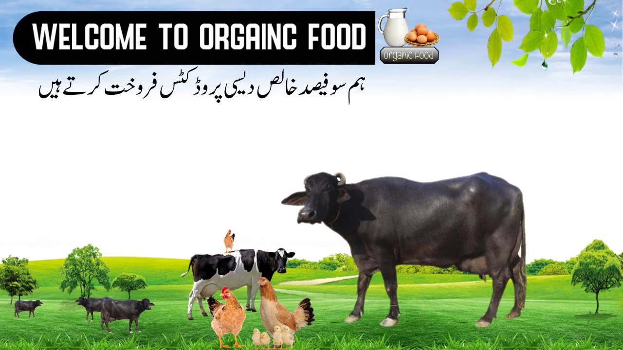 eggs & milk organic food l 26designer l  whiteboard animation
