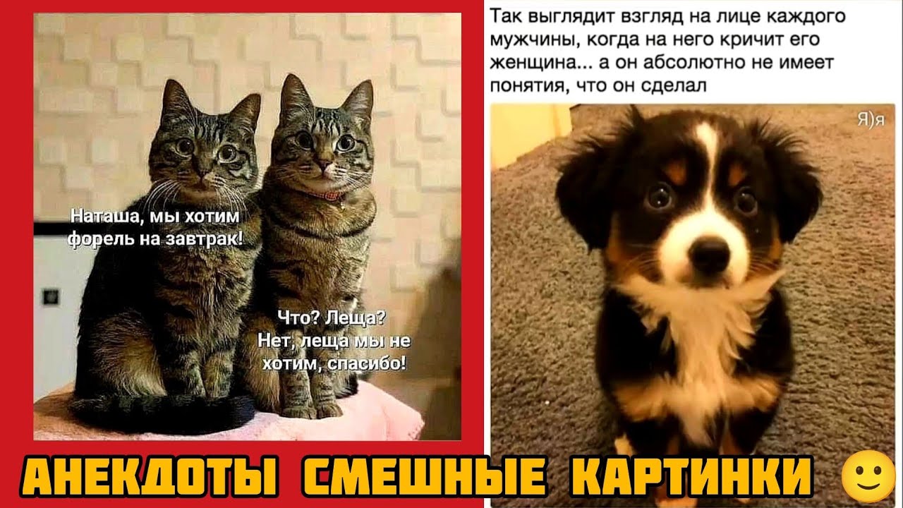Наташа, мы хотим форель на завтрак!Что? Леща?Нет, леща мы не хотим, спасибо!смешные картинки музыка 