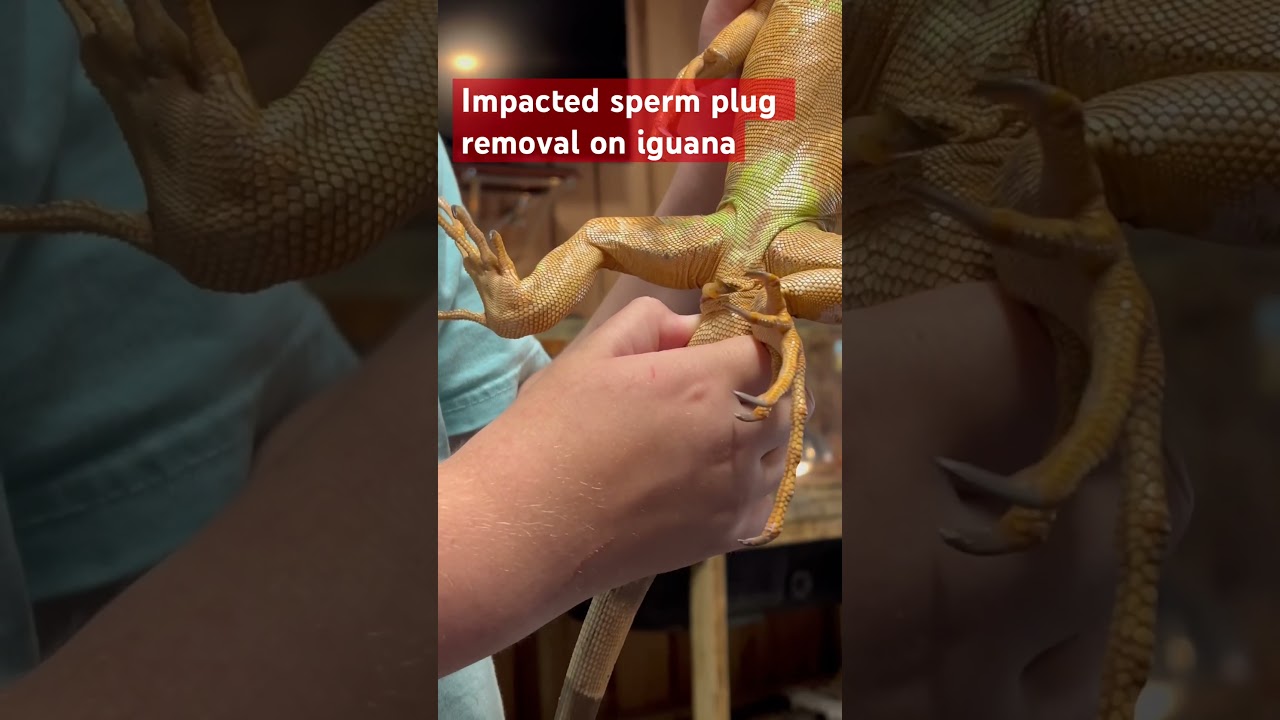 The Good The Bad The Ugly Of Reptile Keeping #lizard #iguana #reptiles #pimplepopping