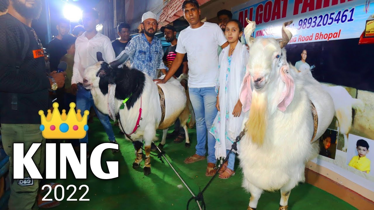 King 2022 India's Biggest Goat Launching In Bhopal By Ali Goat Farm