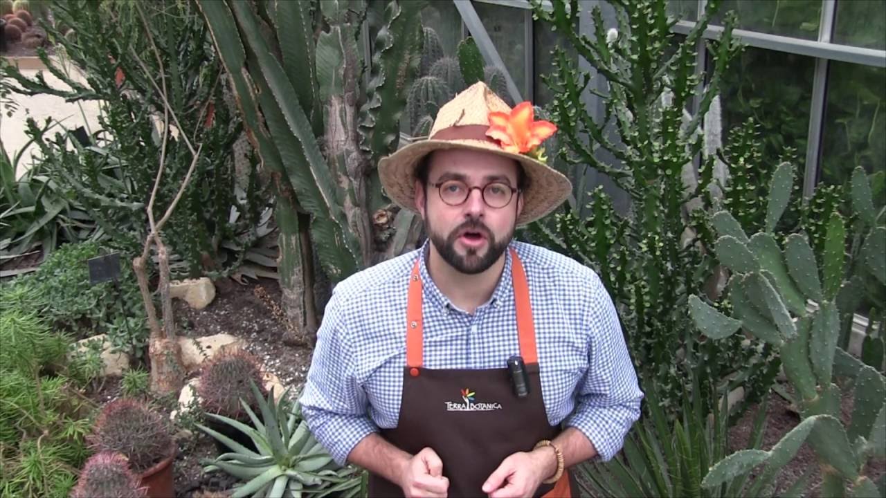 Terra Botanica : Comment bouturer les plantes grasses ?