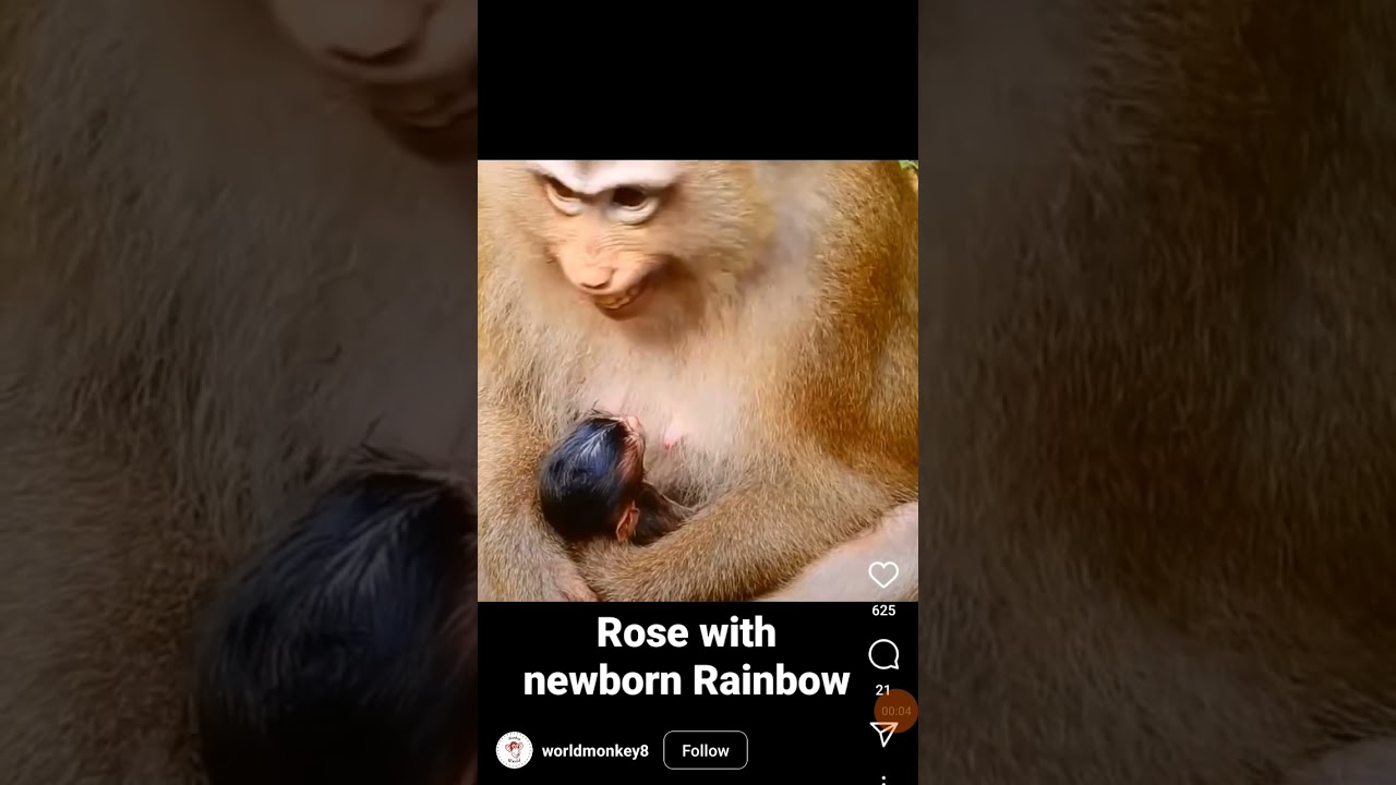 Rose with newborn monkey Rainbow