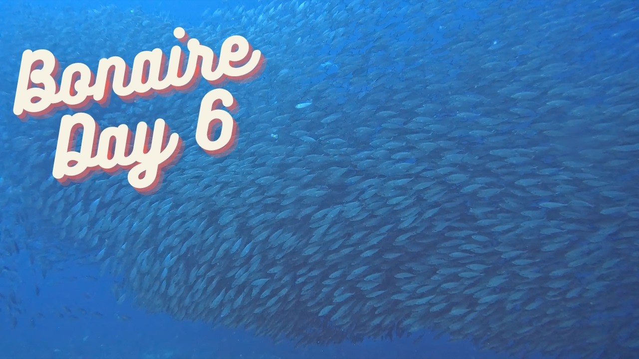 Massive Bait-ball in Bonaire