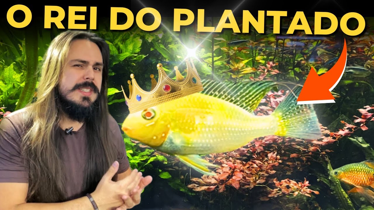 🔴O VERDADEIRO REI DO AQUÁRIO PLANTADO ( HECKELLI ALBINO ) |Mr. Betta|