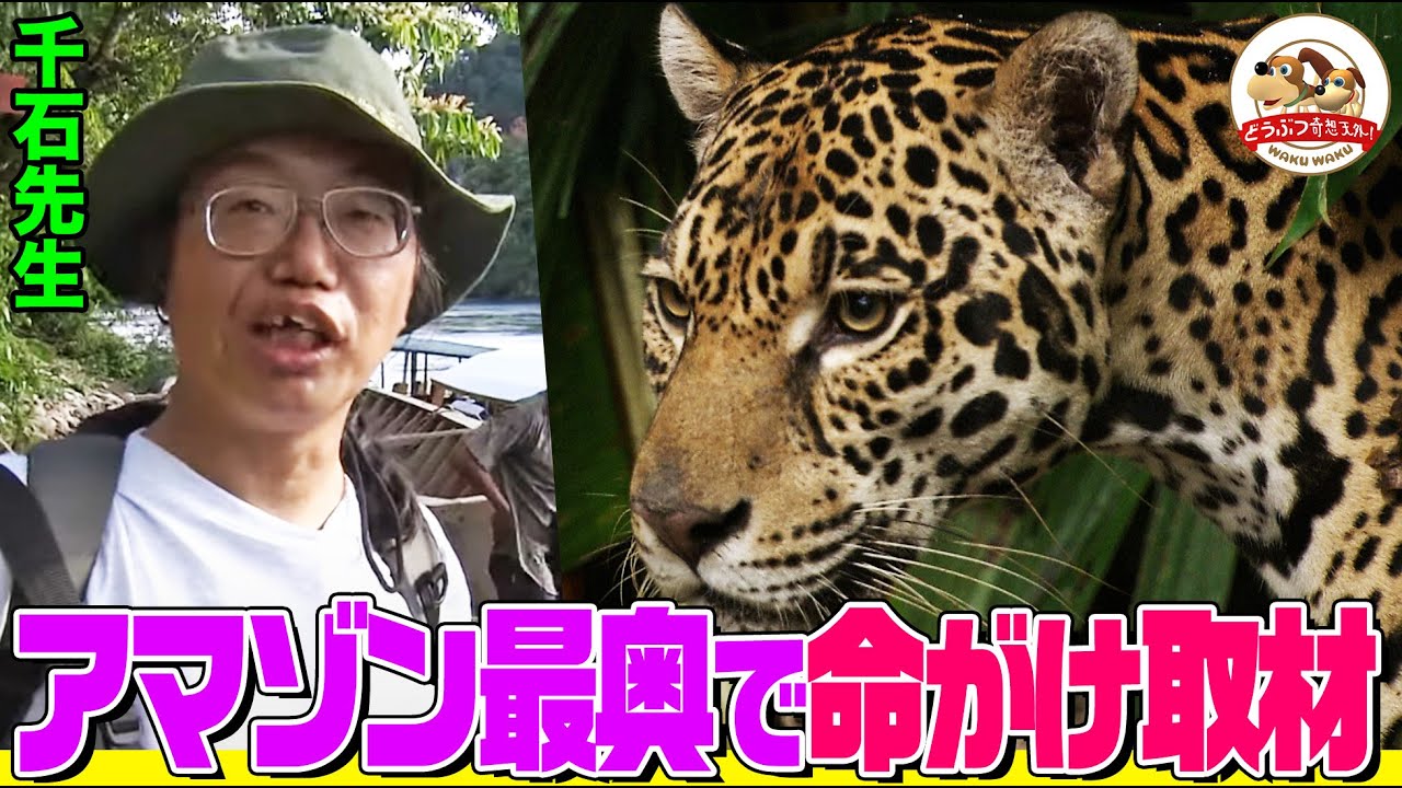 【命がけの取材】千石先生がアマゾン最奥地を冒険！猛毒ヘビやジャガーがひしめくジャングルで30mの巨木に登ると&hellip;【どうぶつ奇想天外／WAKUWAKU】