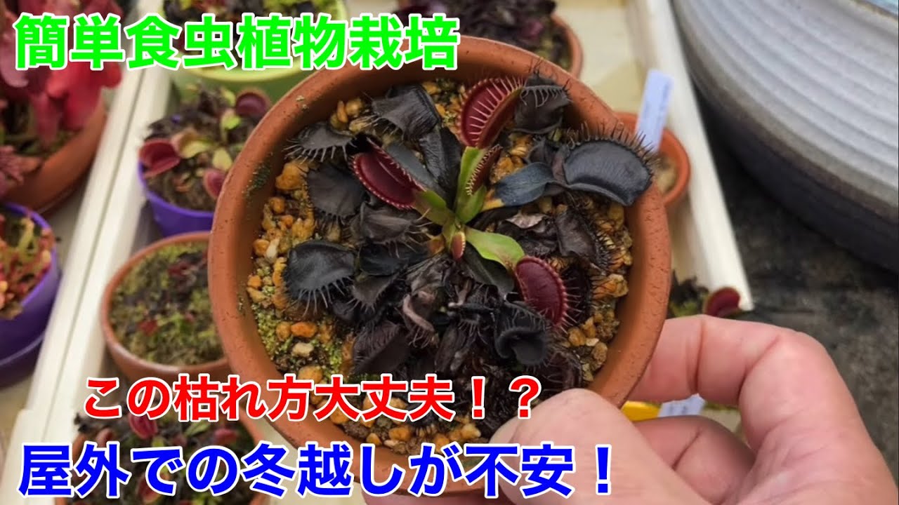 食虫植物の屋外冬越しに不安をお持ちの方は是非ご覧になってください！