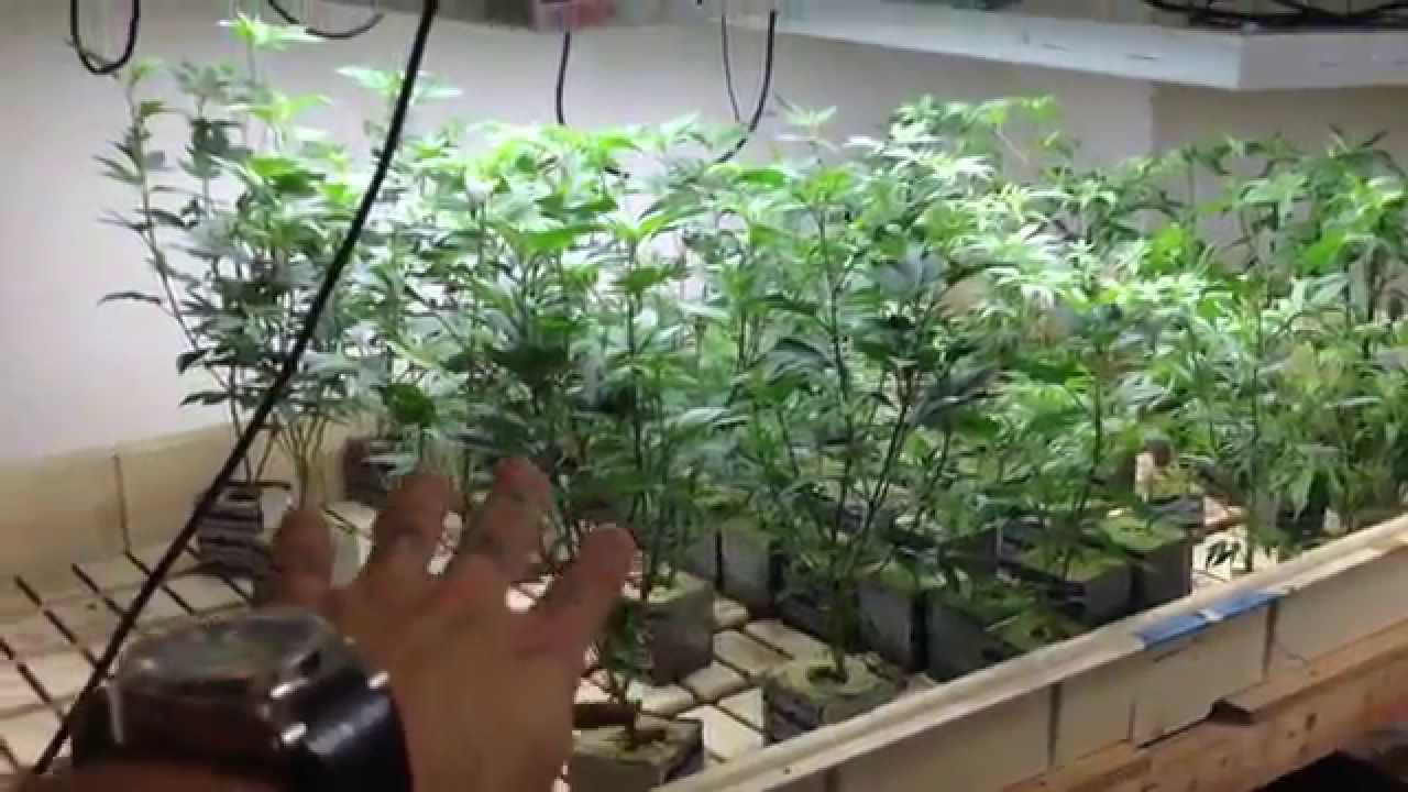 T5 10 strain genetics VEG room, ep1-3, Clones, teens and Mothers