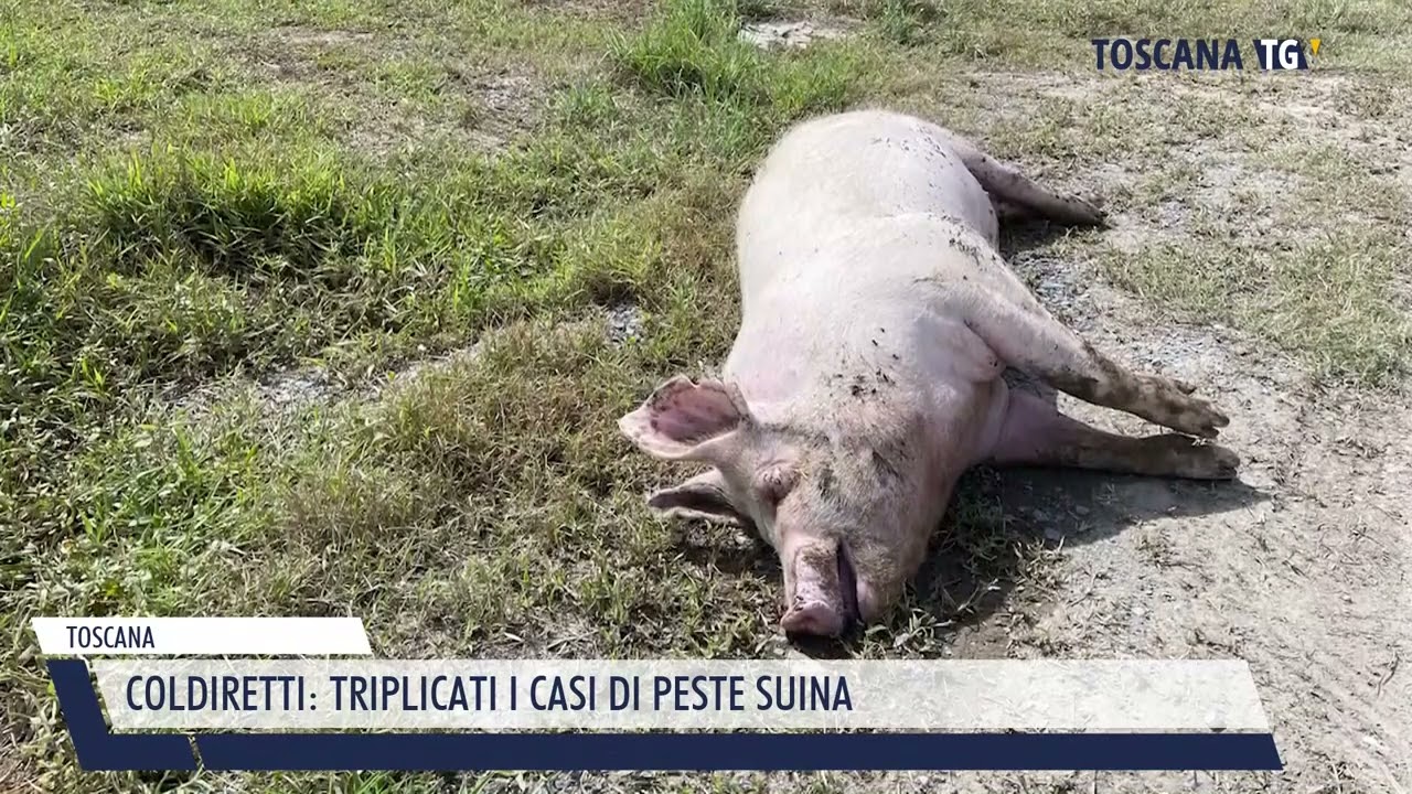 2026-02-09 TOSCANA - COLDIRETTI, TRIPLICATI I CASI DI PESTE SUINA
