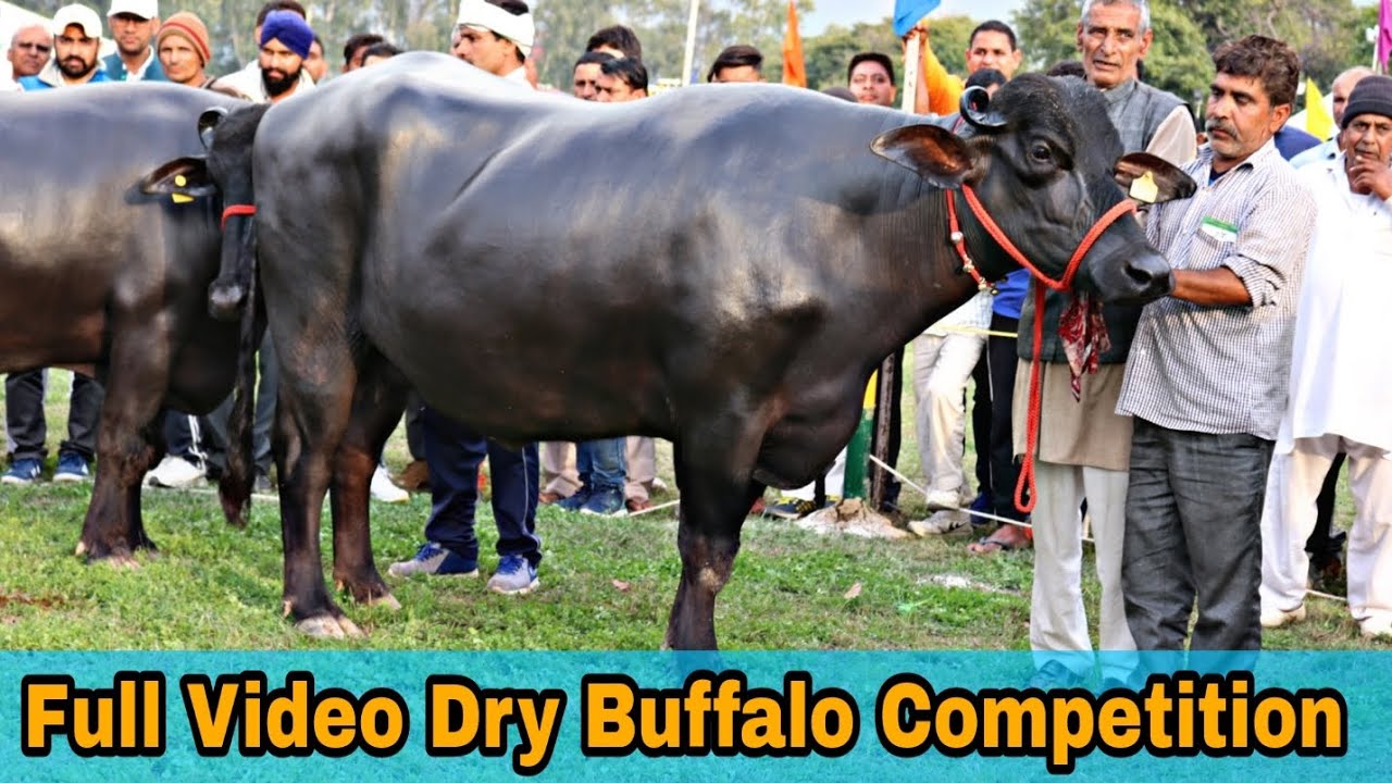 Murrah Dry Buffaloes 🐃 Competition at Karnal(Haryana )