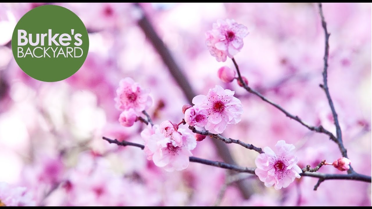 Best Cherry Blossoms To Grow in Australia. Burke's Backyard.
