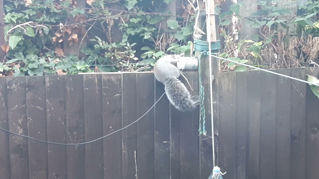 Squirrel trap