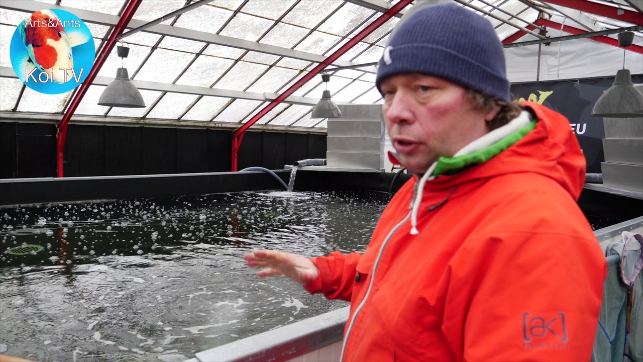 KOI TV | Vijverbouw Arts&Ants PROJECT 
