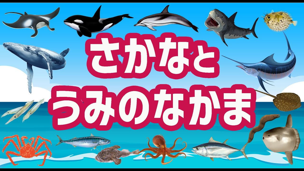 【子供が喜ぶ水族館】魚の名前と海の仲間たちが何が出てくるから当ててね！さかなの名前ずかん★かじき・たい・たこ・くじら・まんた・いか・たこ★未就学児向け教育｜Fish picture book.