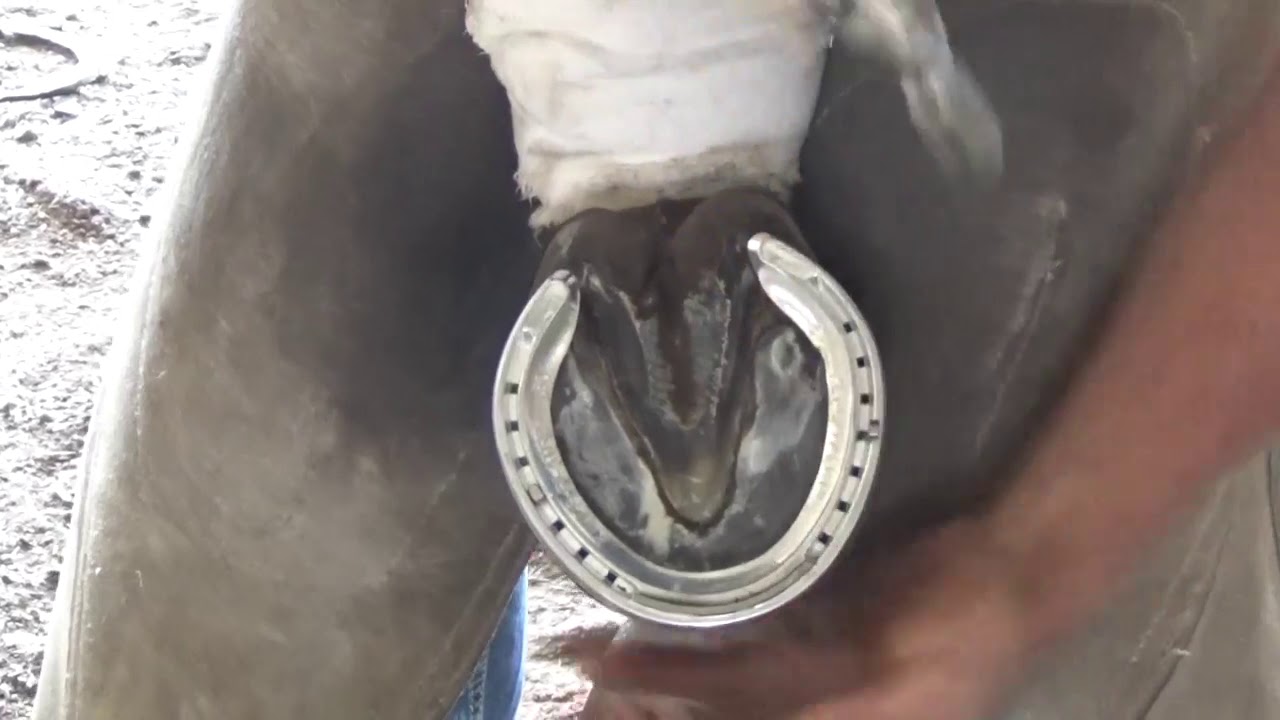 Efficient Father and Son Shoeing System