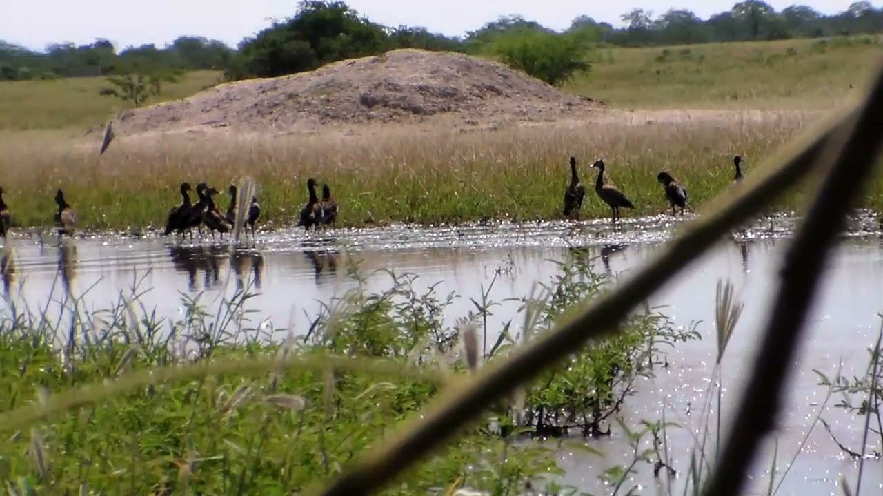 muitas marrecas irere e cablocas no alagado