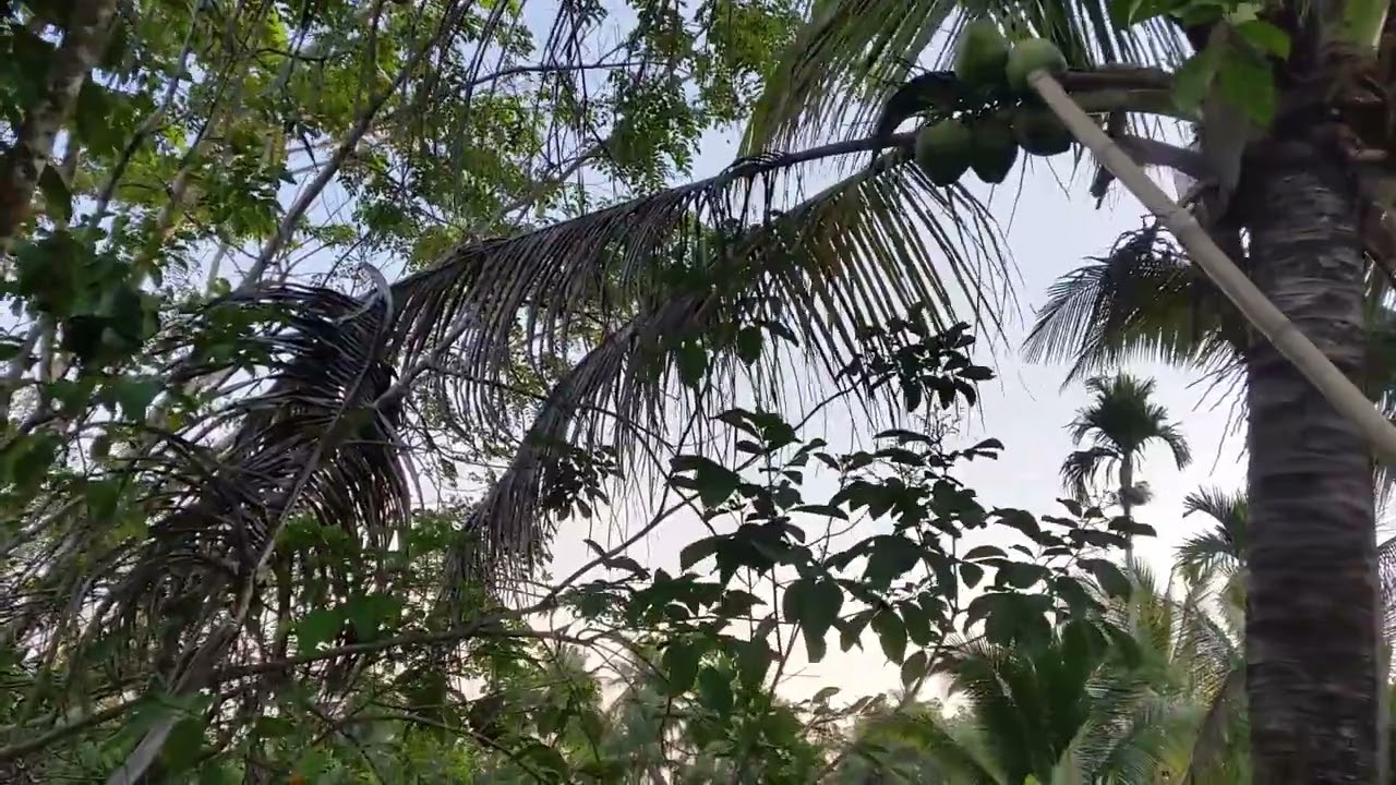 20150506 Kebun Danan
