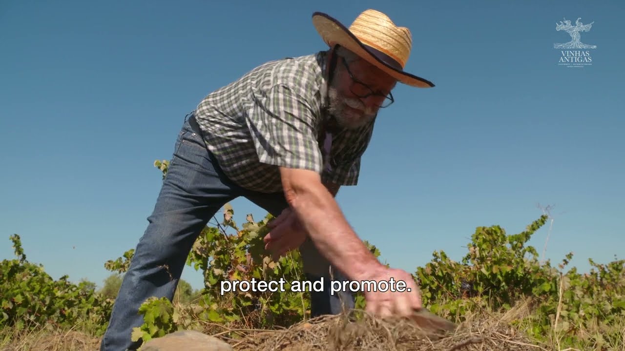 Filme Principal - Vinhas Antigas Casta Moreto Granja Amareleja