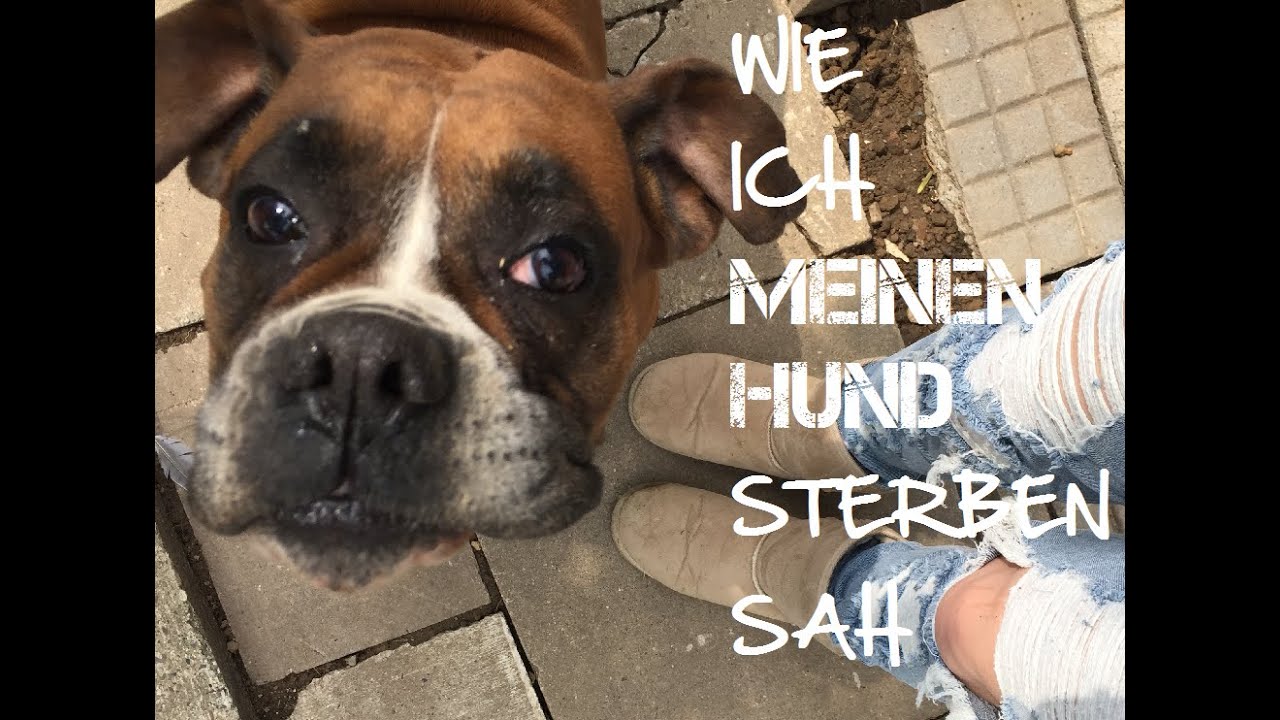 Storytime // Wie ich meinen Hund sterben sah