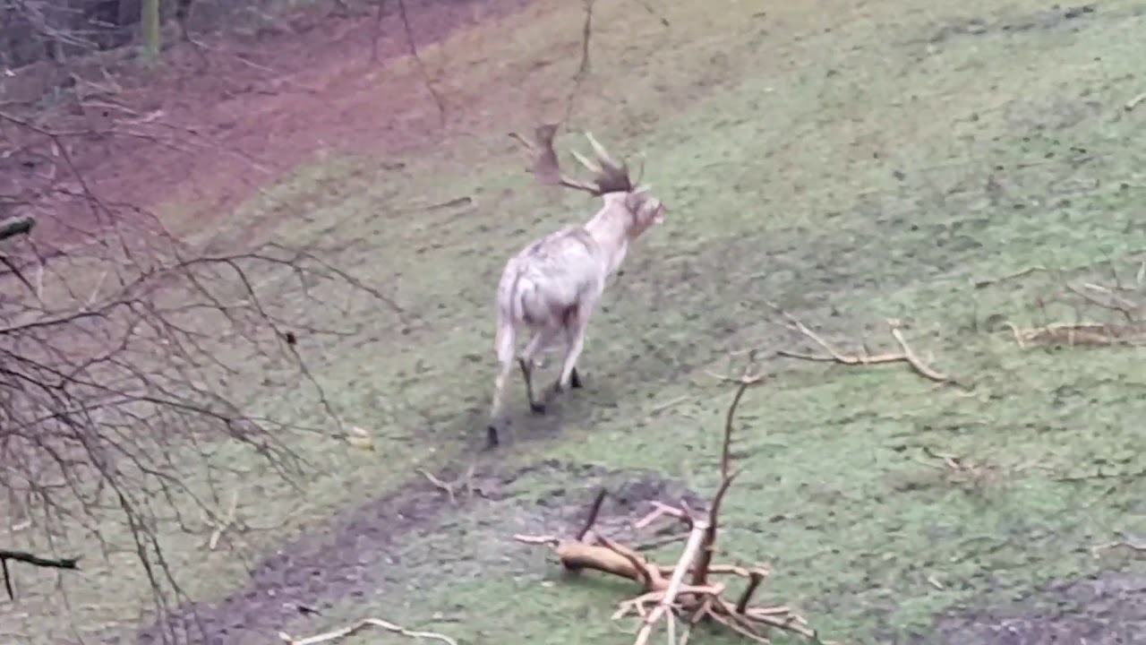 Damhirsch in der Brunft