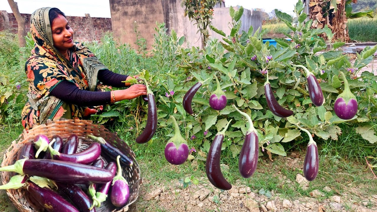 🍆बैगन की तरीदार सब्जी देसी तरीके से बनाओगे तो 2 की जगह 4 रोटियां खा जाओगे😋