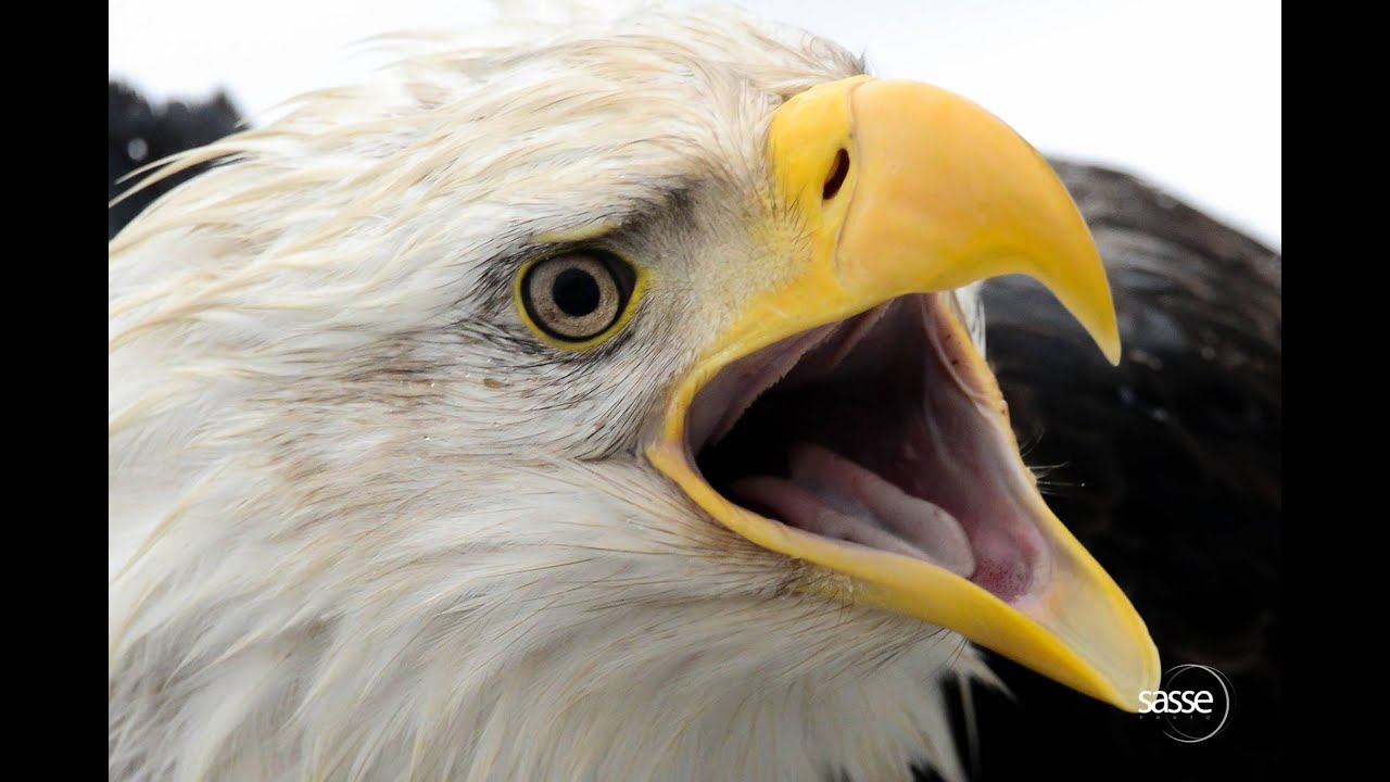 Eagle Calendar 2020 from SassePhoto - link in the description