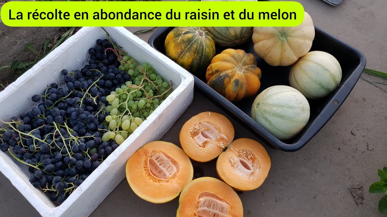 La récolte du raisin et du melon dans le Nord de la France  2022