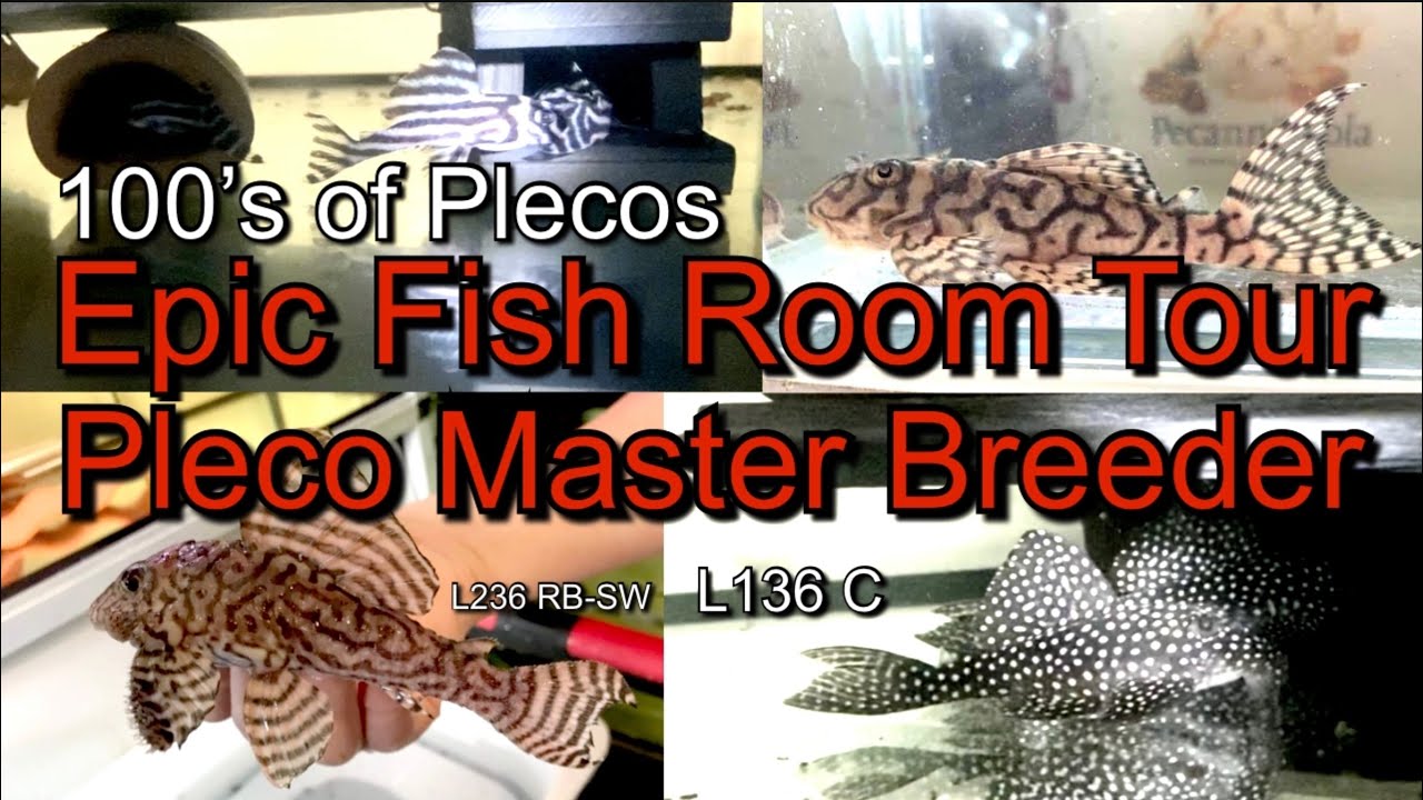 Epic Fish Room Tour of Pleco Master Breeder Lucas from Sweden! soo many Rare Plecos in one video!!!