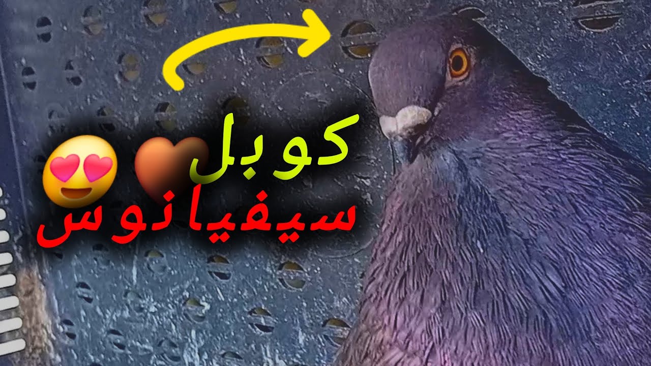 كوبل سفيانوس جديد فسجنة 😍🇲🇦+مراقبة حمام سباق وبعض المعلومات 💚💚🕊