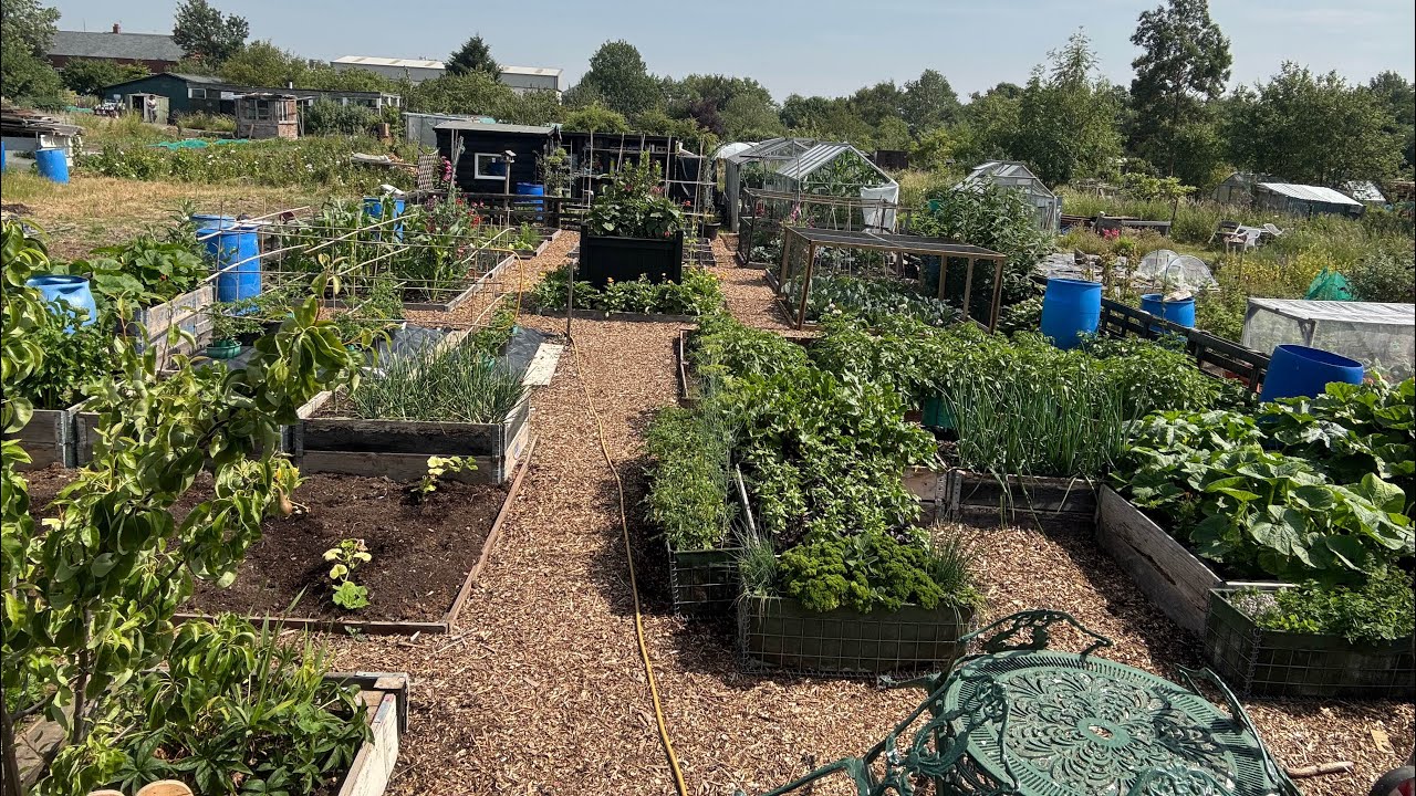 No 201 - Direct Sowing On The Allotment & Home Garden Update.