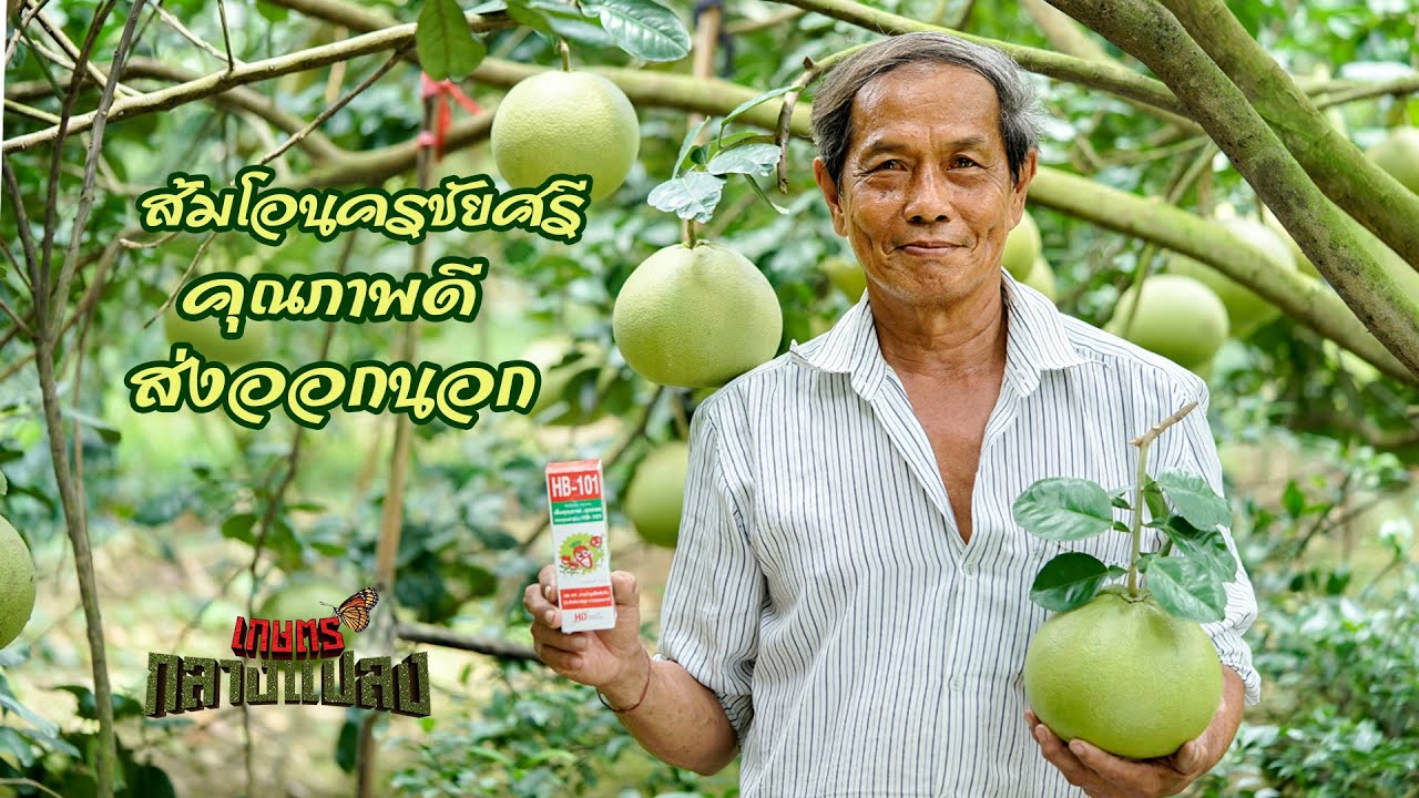 ส้มโอนครชัยศรี ส่งออกต่างประเทศ ลูกดก ไซส์ดี มีคุณภาพ l เกษตรกลางแปลง