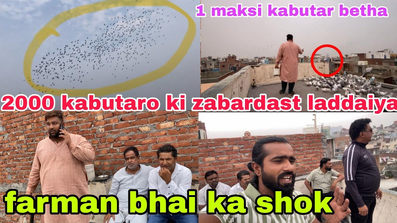 Farman bhai ka shok. 2000 kabutaro ki Zabardast ladaiyya purani delhi ki kabutar bazi  delhi pigeon 
