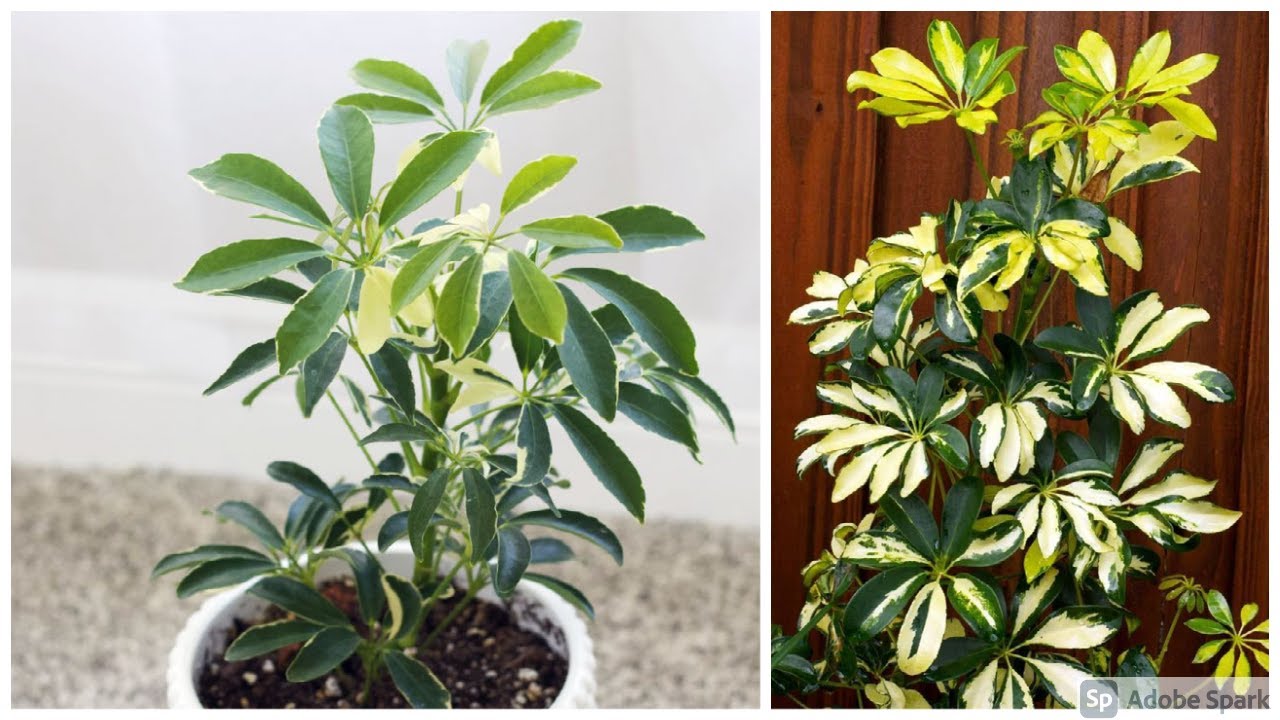 Caring for the Umbrella Tree plant