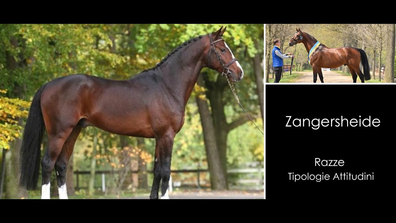 ♘ Cavalli || Zangersheide || Razze (Inedito)