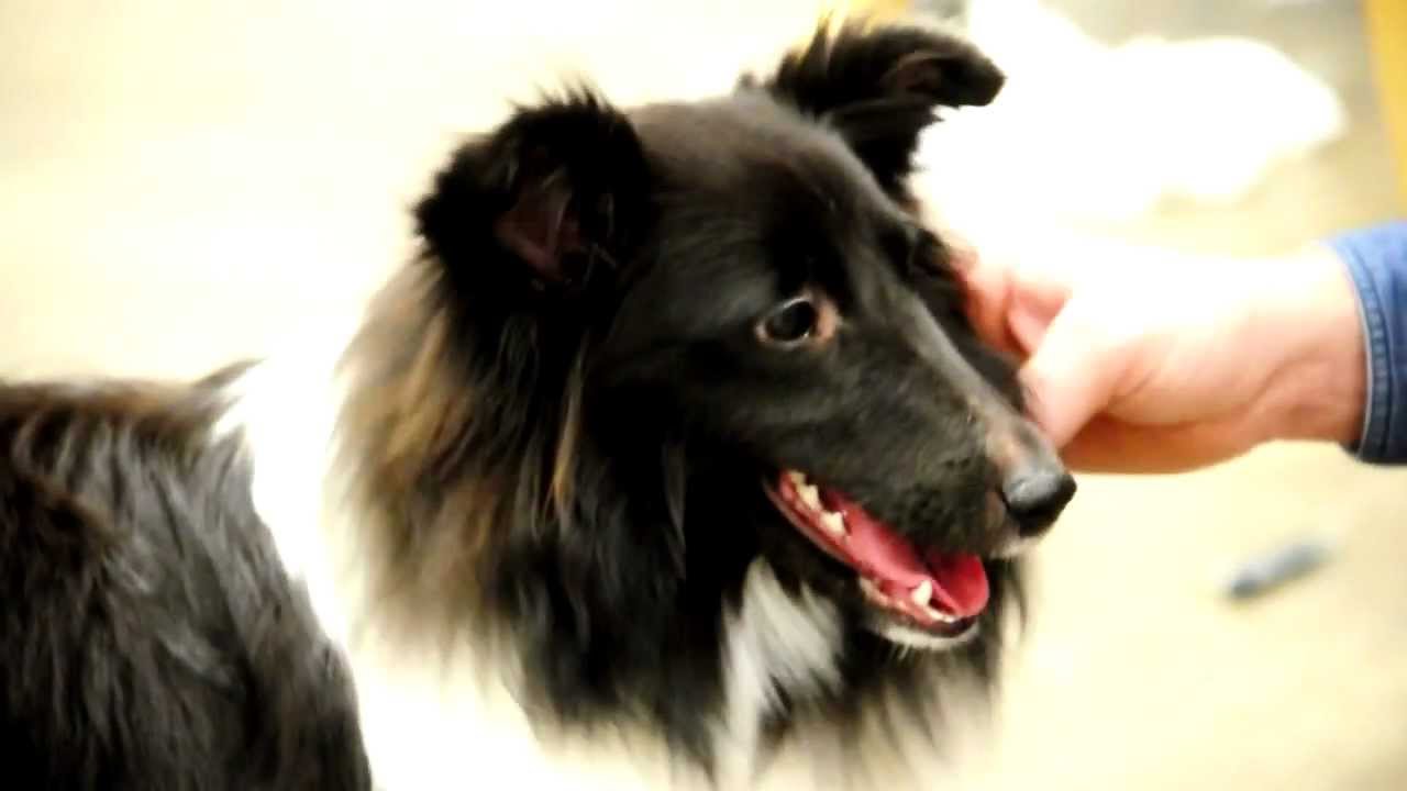 Shetland Sheepdog [HD]