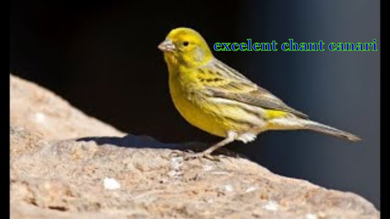 chant de canari | MAGNIFIQUE chant de canari pour faire APRENDRE vous jeunes | تغريد كناري