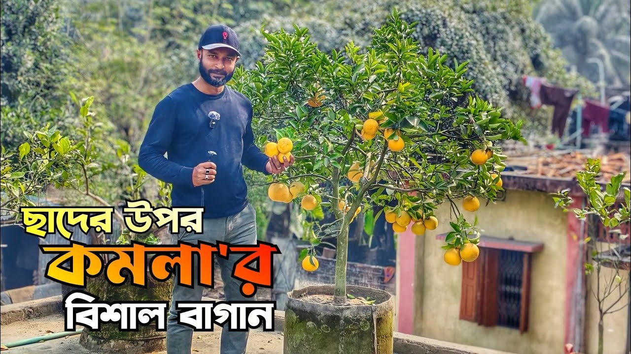 দেশে এই প্রথম ছাদের উপর কমলা/মাল্টার বানিজ্যিক বাগান | অবাক করা ফলন | Green Wave 