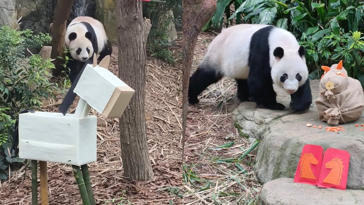20260217 Giant Panda Jia Jia & Kai Kai 1st day of Chinese New Year @River Wonders