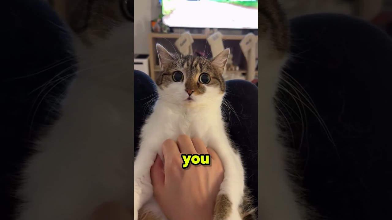 Кошачьи глаза светятся в темноте… Но вблизи они ничего не видят! 😳 