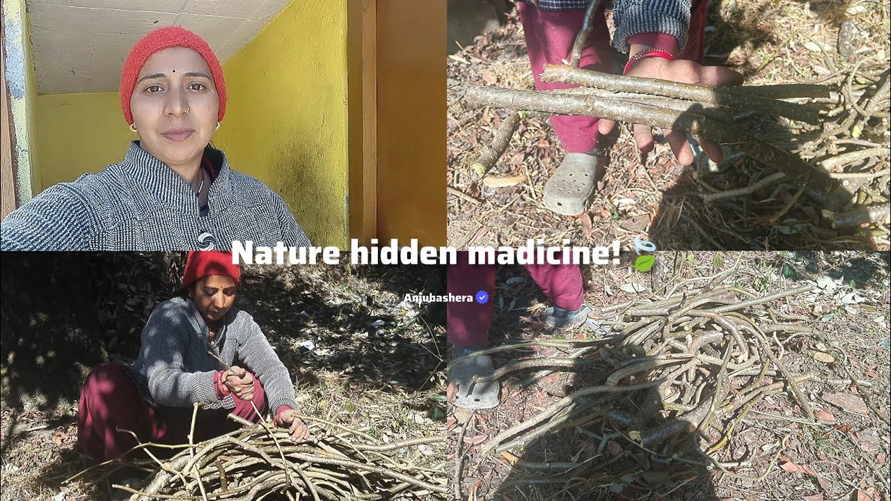 “Rare Giloy Found on a Hawk’s Tree 🦅🌿”!#village #amla #minivlog 