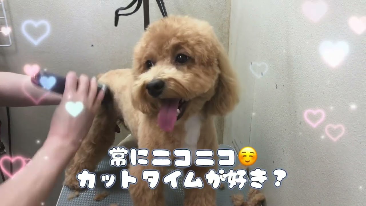 20260305　ダックペットサービス　夕方のわんこ達