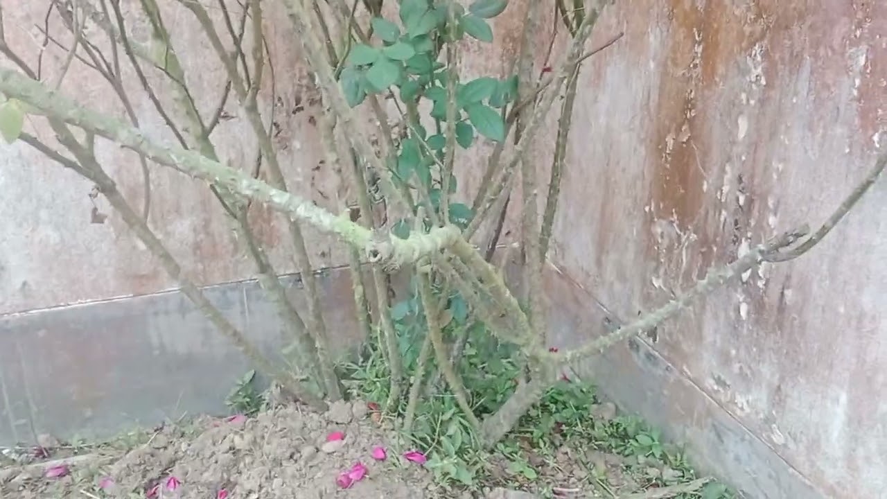 বিশ বছরের পুরনো গোলাপ গাছ আর আমার রাজকন্যা। 